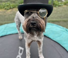 At this point, I've just asked it to give Hamish a top hat and monocle and it's simply added that to one of the reference pictures where he's at daycare. AI has taken a reference image of Hamish at day care and just added a top hat and monocle